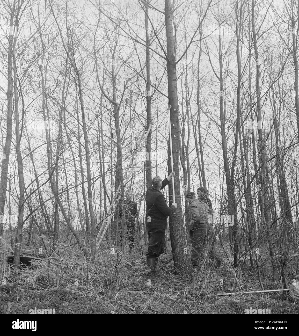 forestry, workers, tools, ladders Date undated Keywords workers