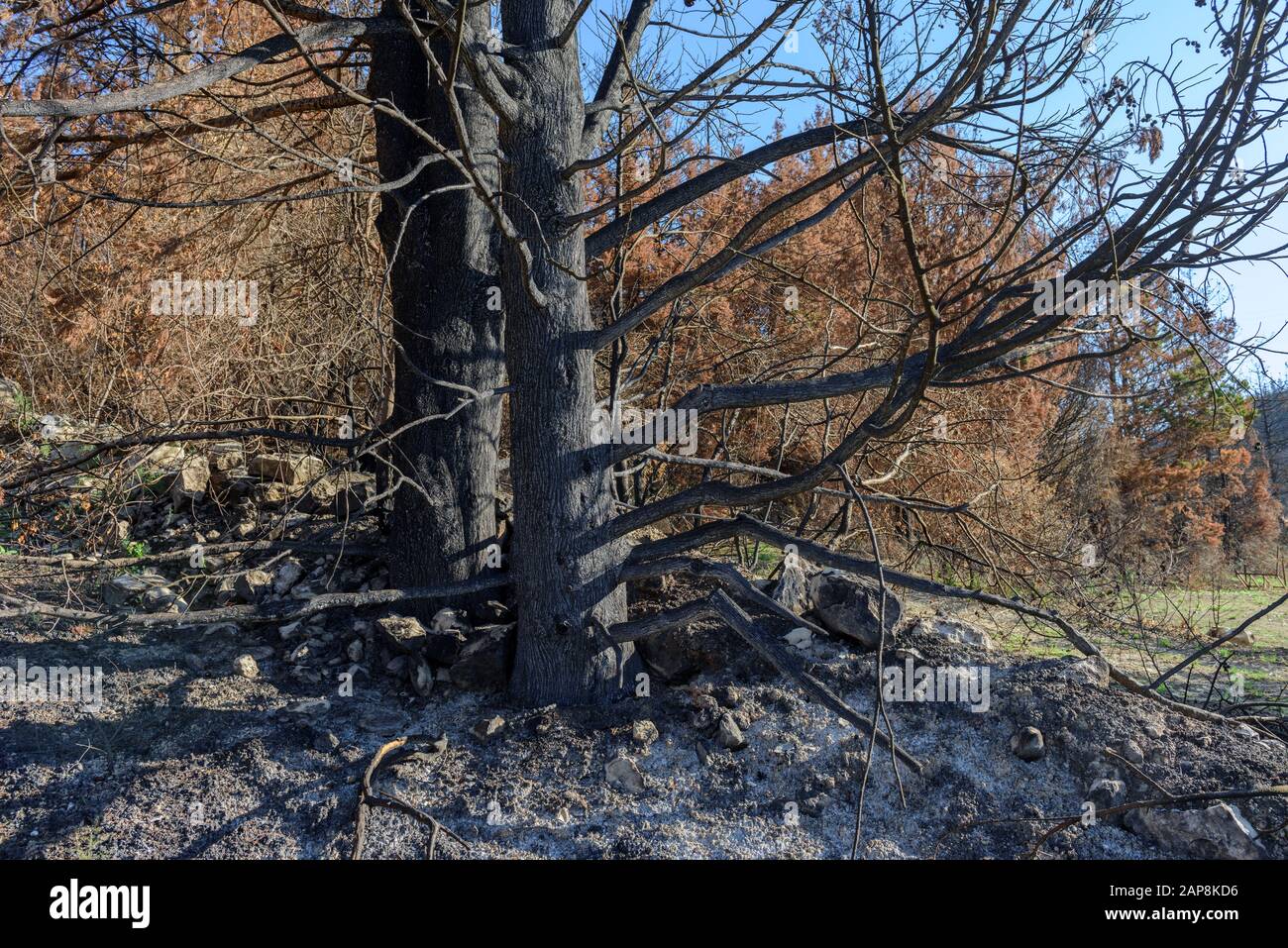 Burnt trees. Consequences of forest fires. Natural disasters. Stock Photo