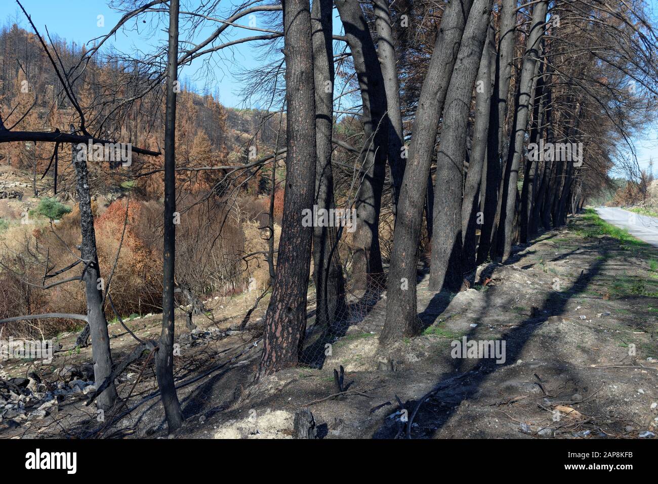 Burnt trees. Consequences of forest fires. Natural disasters. Stock Photo