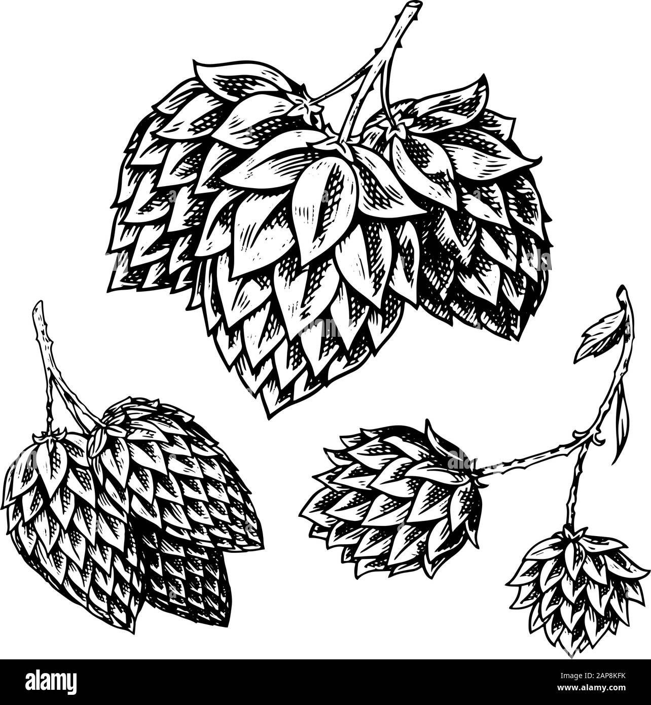 Hop plant with leaves in vintage style. Engraved monochrome sketch for banner or logo, beer or book. Vector illustration in doodle retro style. Hand Stock Vector