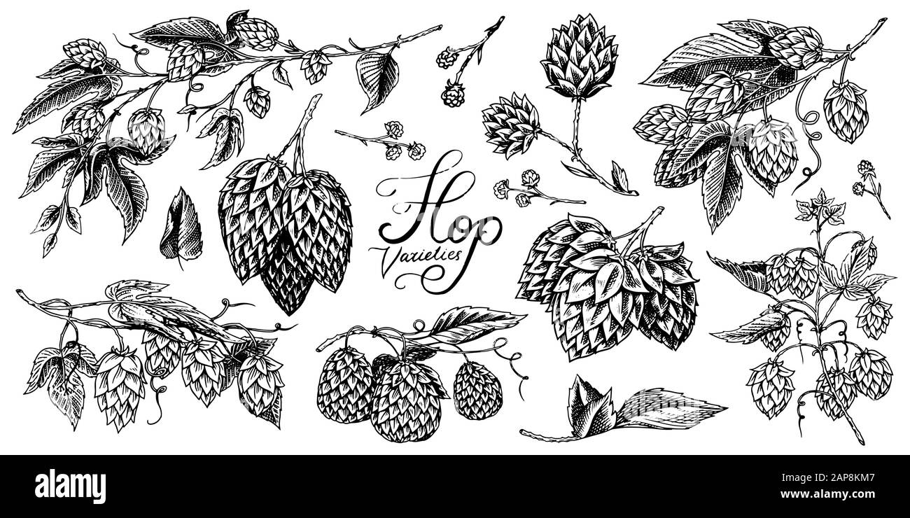 Hops and Barley. Malt Beer. Engraved vintage set. Hand drawn collection. Sketch for web or pub menu. Design elements isolated on white background. Stock Vector