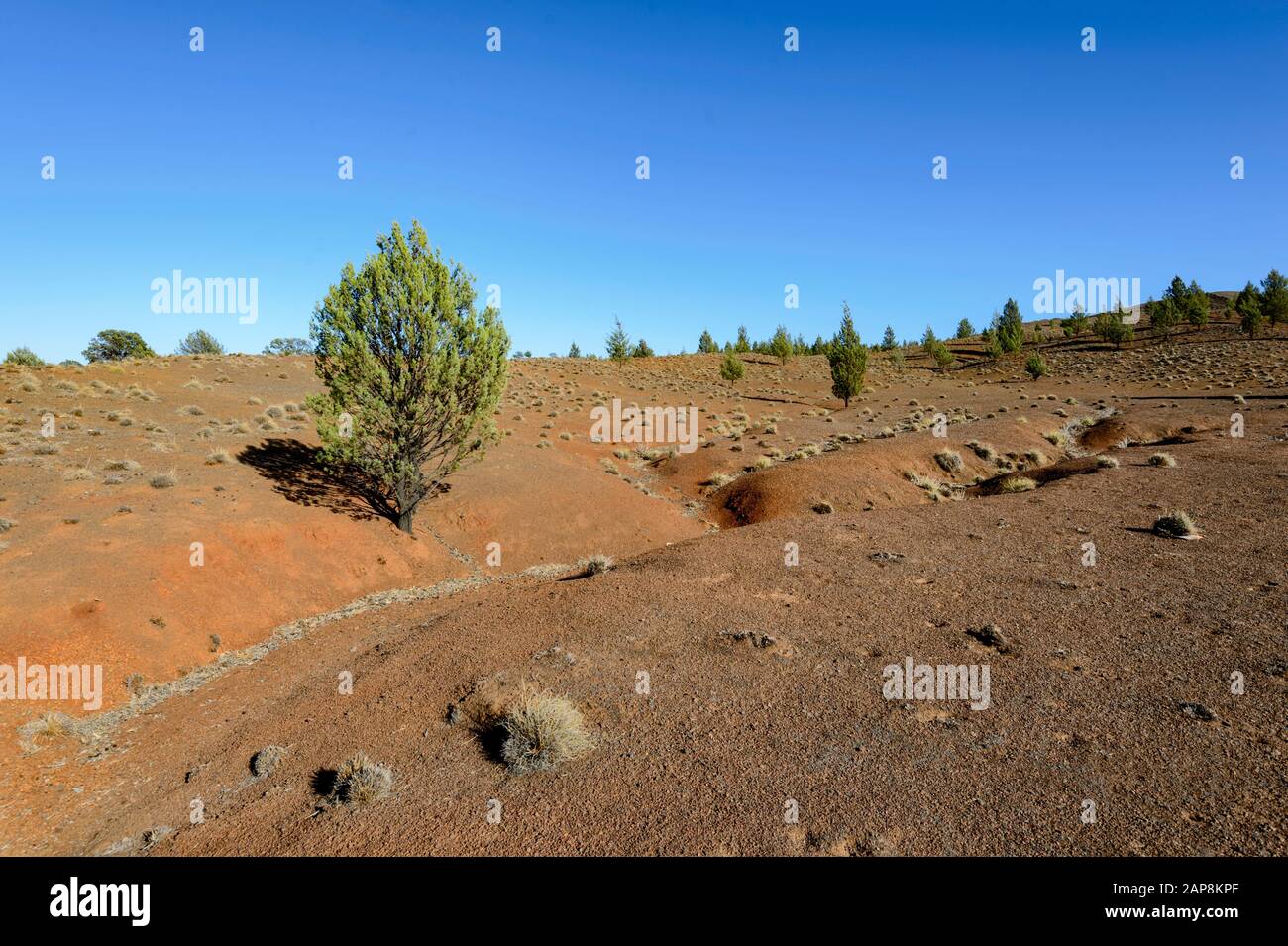 Arid landscape with Spinifex and Cypress Pines (Callitris sp) on red soil, Flinders Ranges National Park, South Australia, Australia Stock Photo