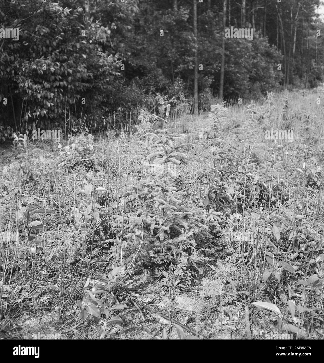Shrubs vegetation Black and White Stock Photos & Images - Alamy