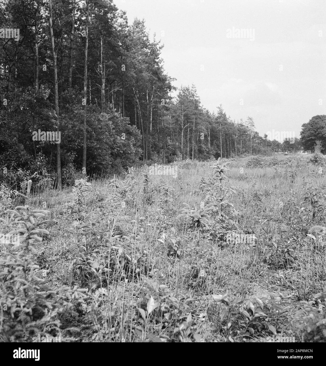 Dense shrubs trees Black and White Stock Photos & Images - Alamy