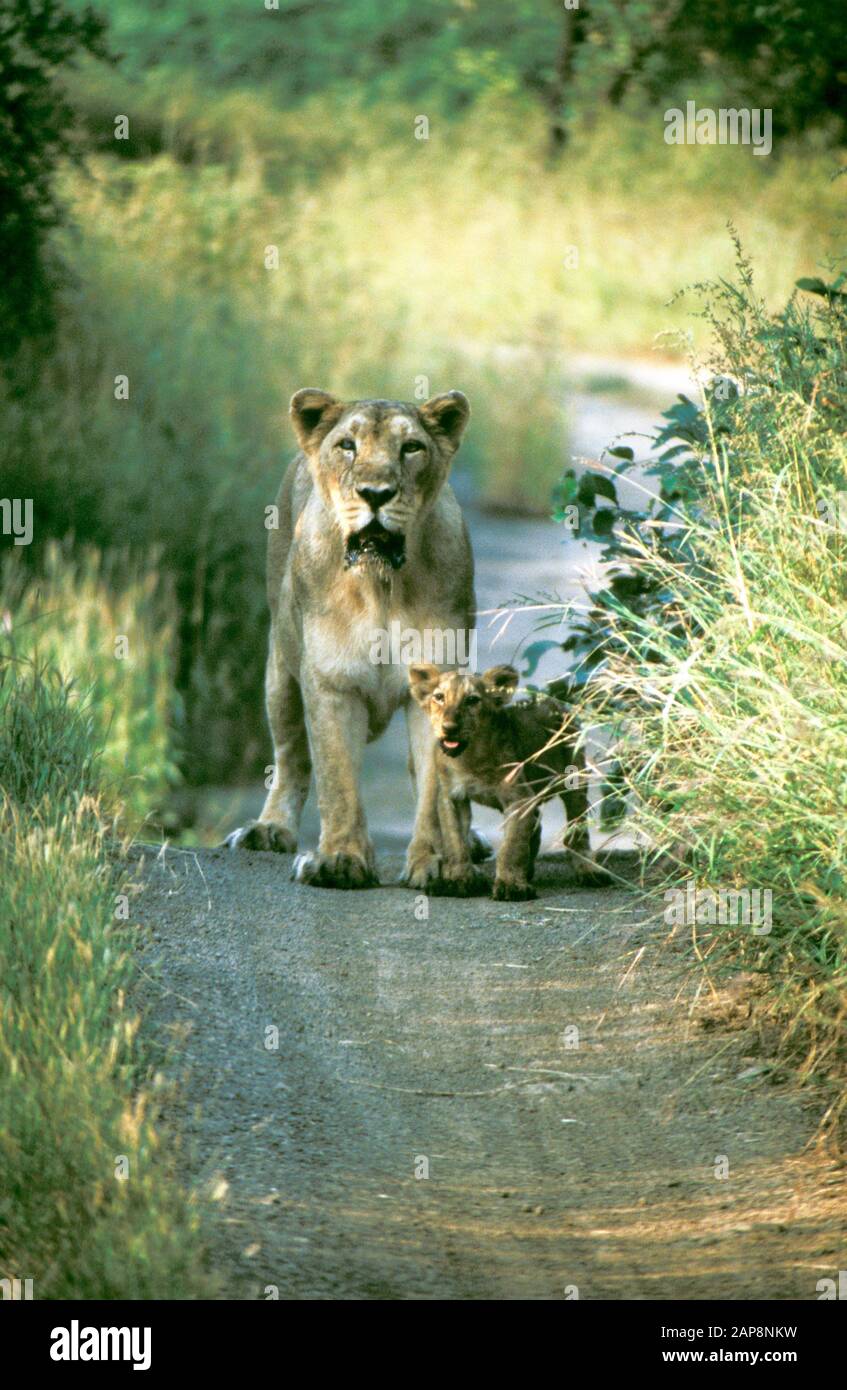 Lioness and cub hires stock photography and images Alamy