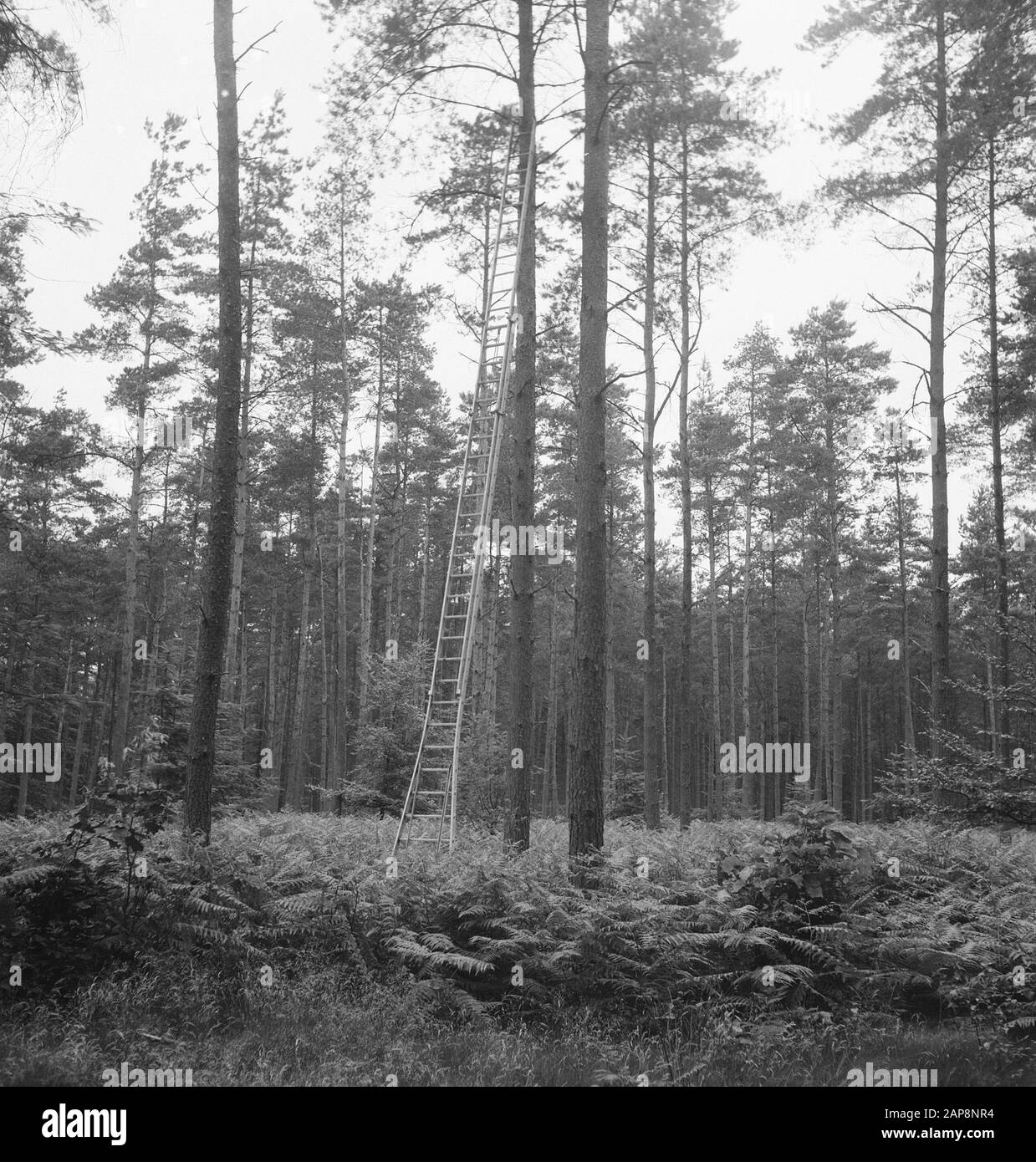 woodworking, ladders Date undated Keywords woodworking, ladders Stock