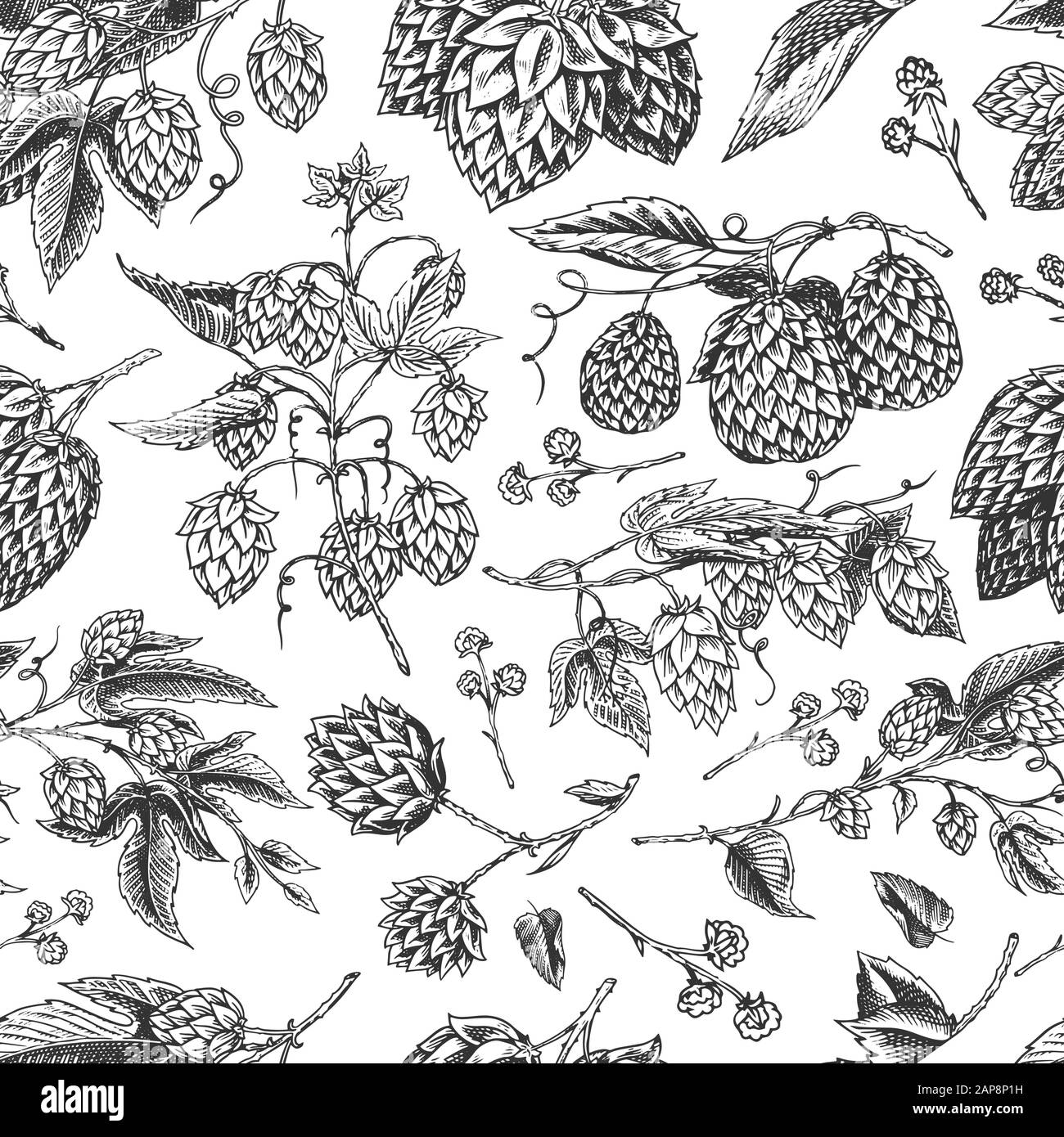 Botanical illustration of hops hi-res stock photography and images - Alamy