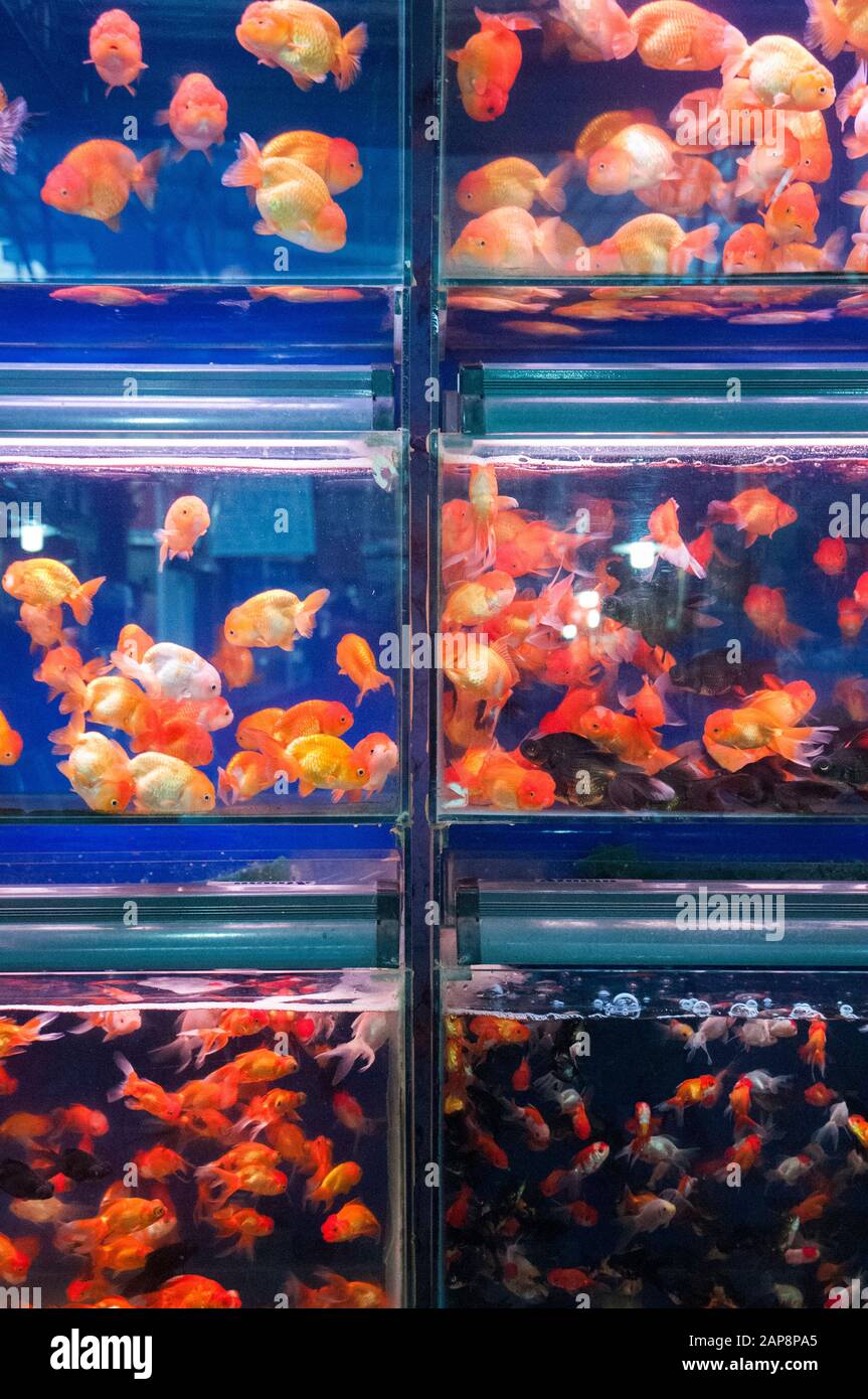 Live goldfish for sale at the Flower, Bird, Fish and Insect Market in the Old Town of Shanghai, China Stock Photo