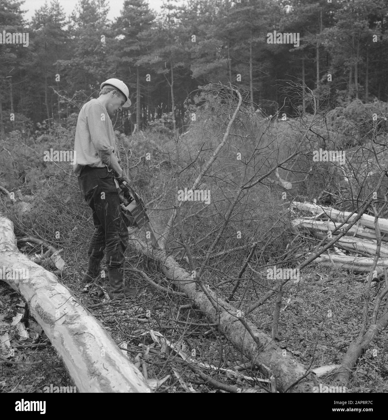 forestry, workers, tools, logs, motor saws Date undated Keywords