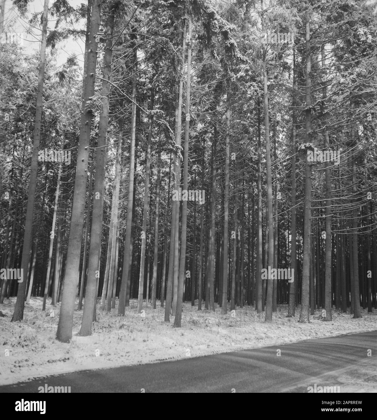 Woodlands with snow Black and White Stock Photos & Images - Alamy
