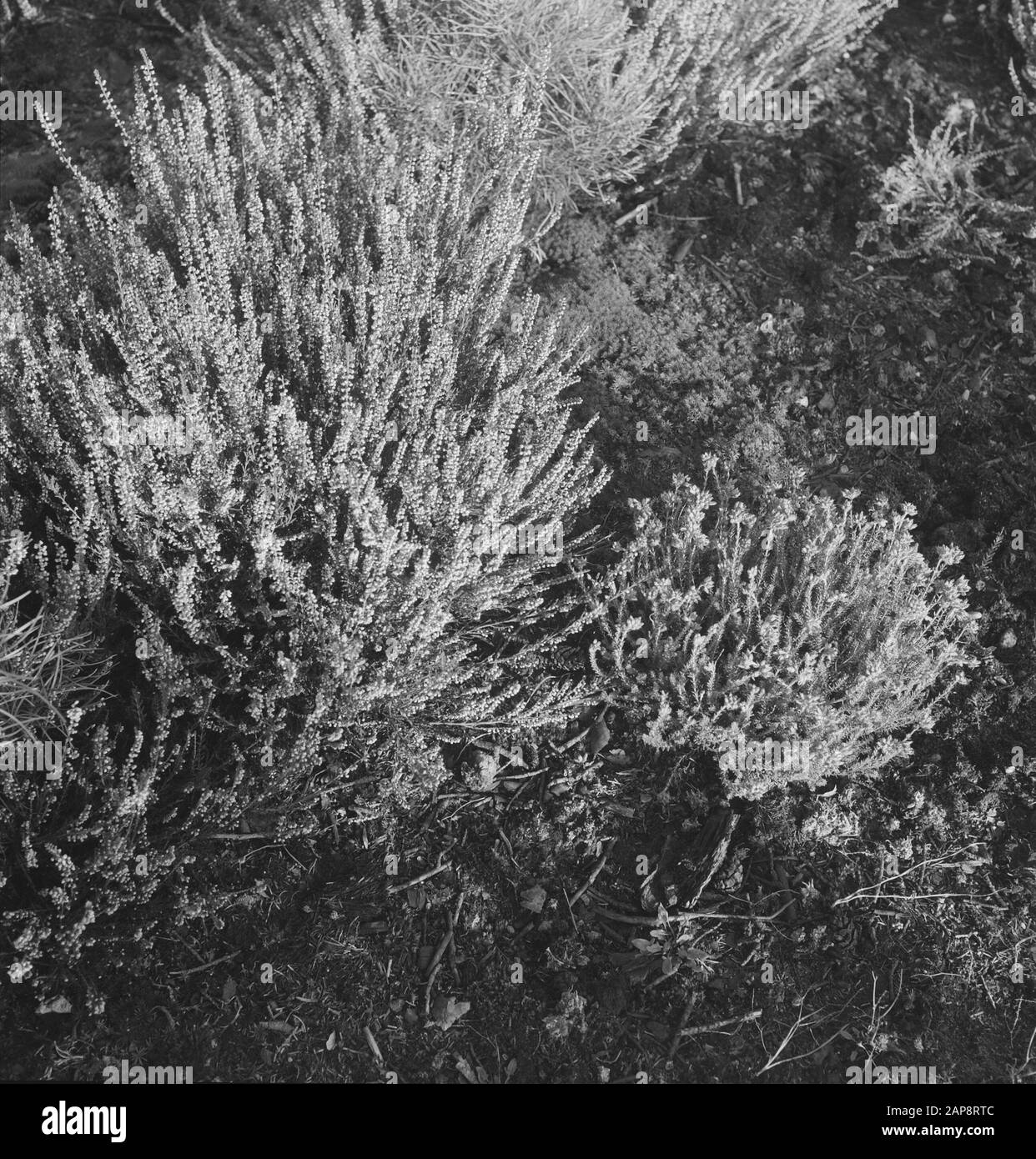 Young plants protection Black and White Stock Photos & Images - Alamy