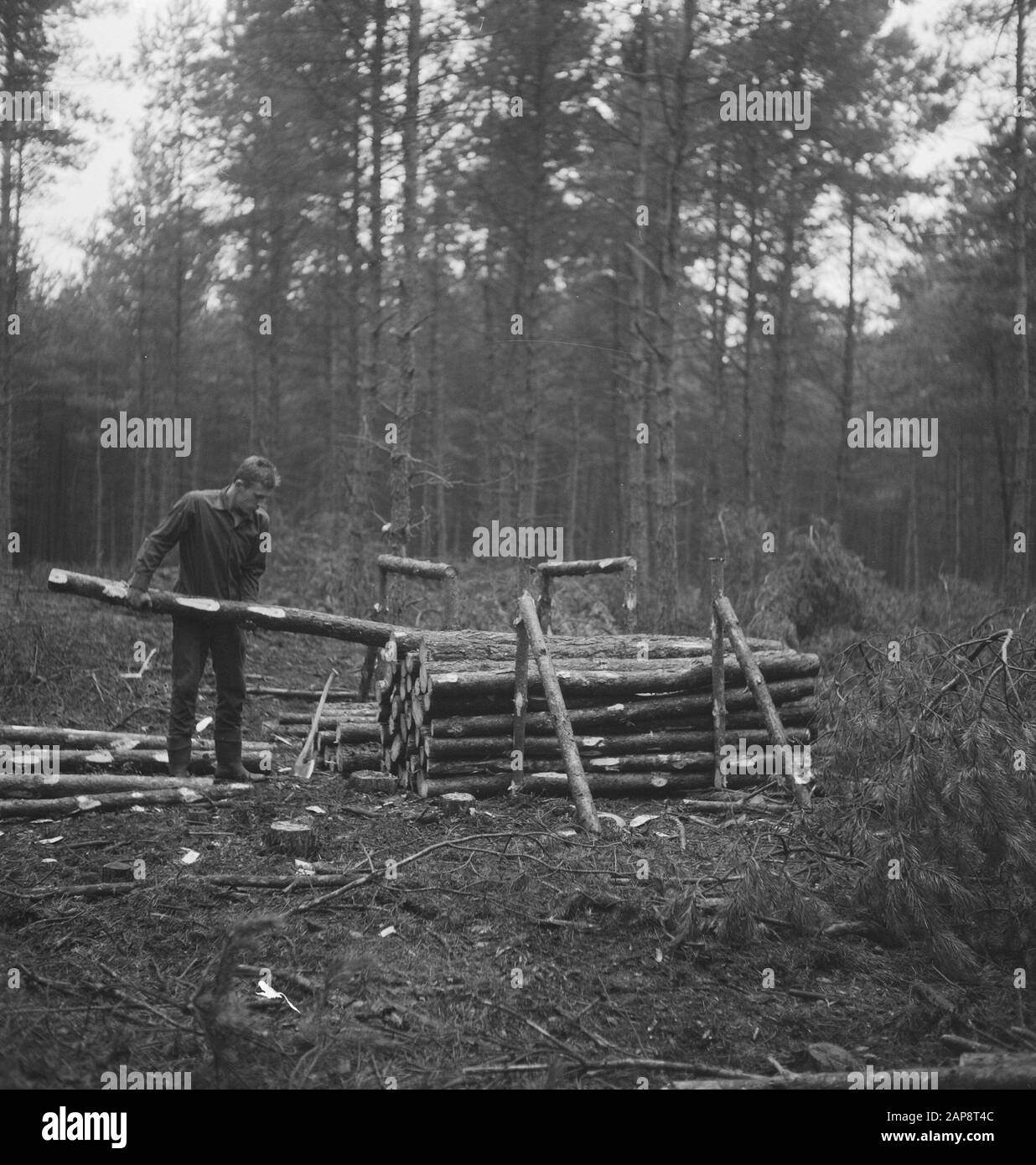 forestry, logs, workers, stacking Date undated Keywords workers, tree