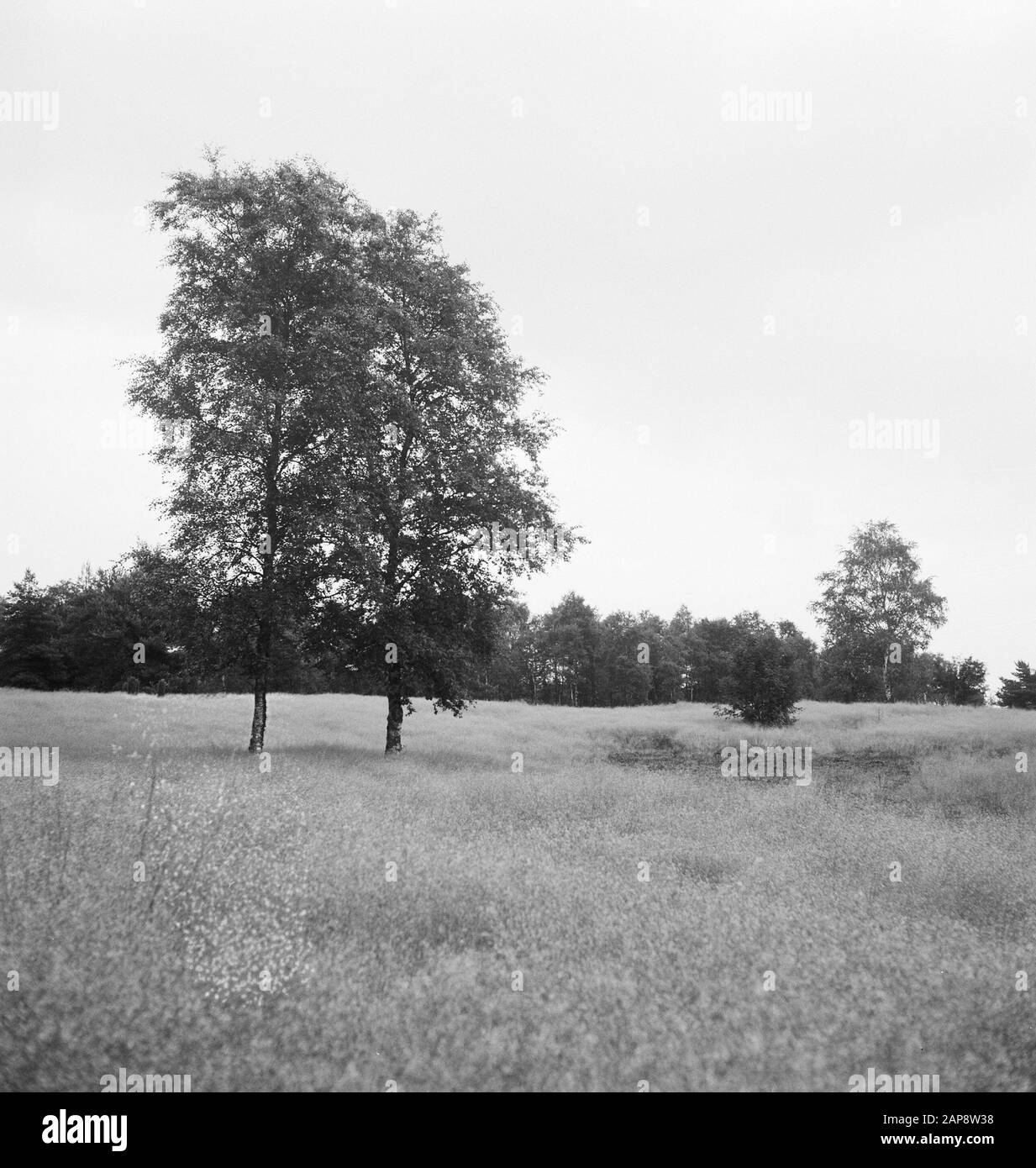 Green trees bush grass Black and White Stock Photos & Images - Alamy