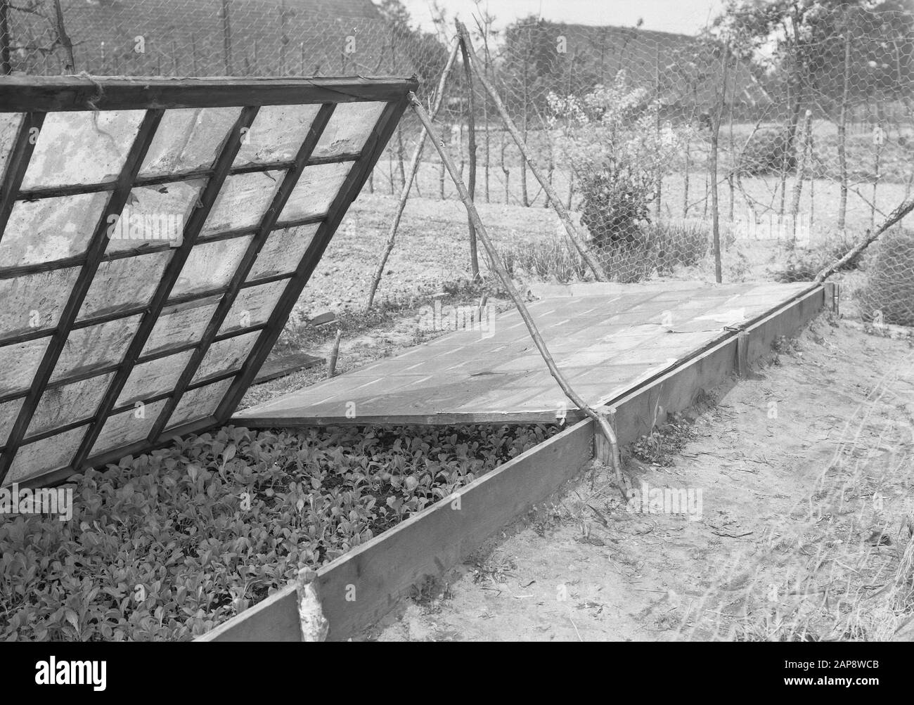 Baking with diamonds covered with paper Date undated Keywords baking