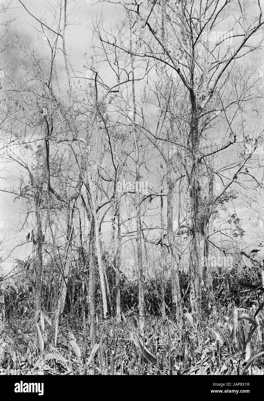 Green shrubs trees Black and White Stock Photos & Images - Alamy