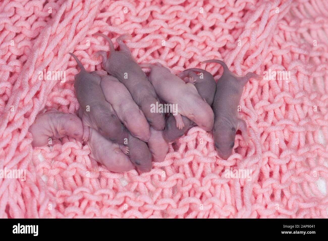 Newborn Rats On Pink Baby Cloth Symbol Of Chinese Horoscope Stock Photo Alamy