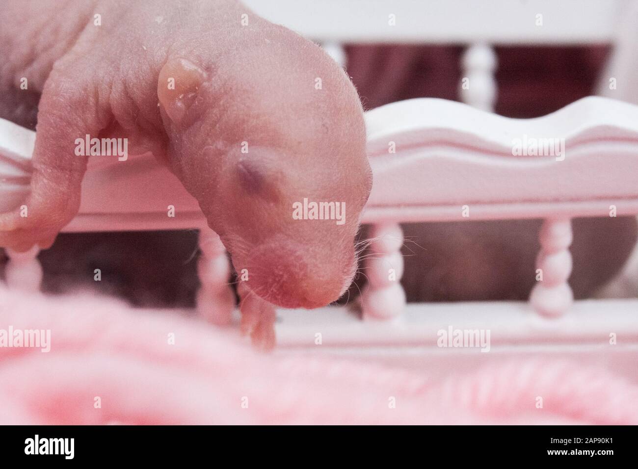 Rat Baby Sleeping On A Wooden Doll S Crib Cute Children Stock