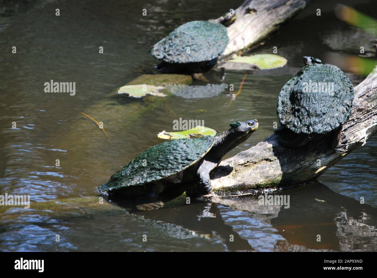 River turtles hi-res stock photography and images - Alamy