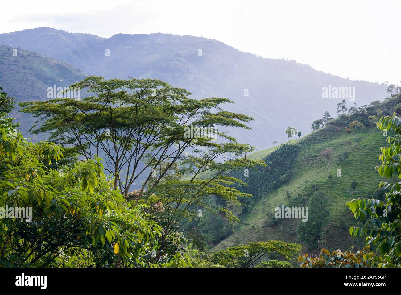 Landscape of meadows, mountains and trees in Colombia Stock Photo - Alamy