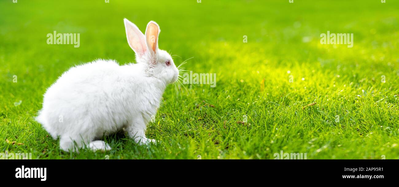 Cute adorable white fluffy rabbit sitting on green grass lawn at ...