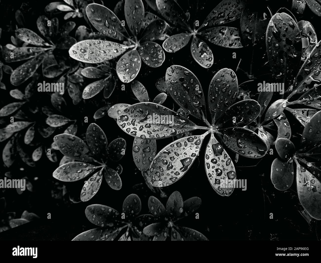 Leaves toned in black color Stock Photo - Alamy