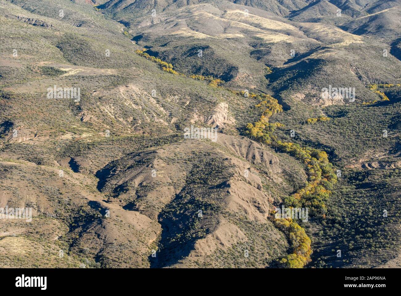 Aerial helicopter view of cottonwood trees snaking along arroyos in an Arizona desert landscape. (USA) Stock Photo