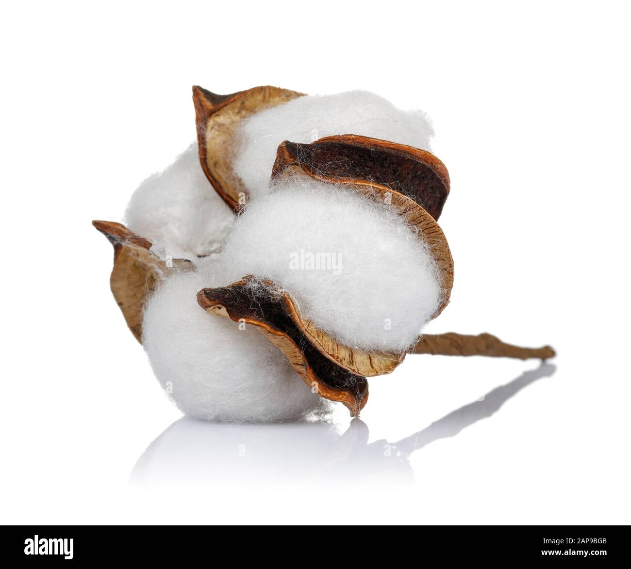 Cotton boll isolated on white background. Studio shot Stock Photo - Alamy