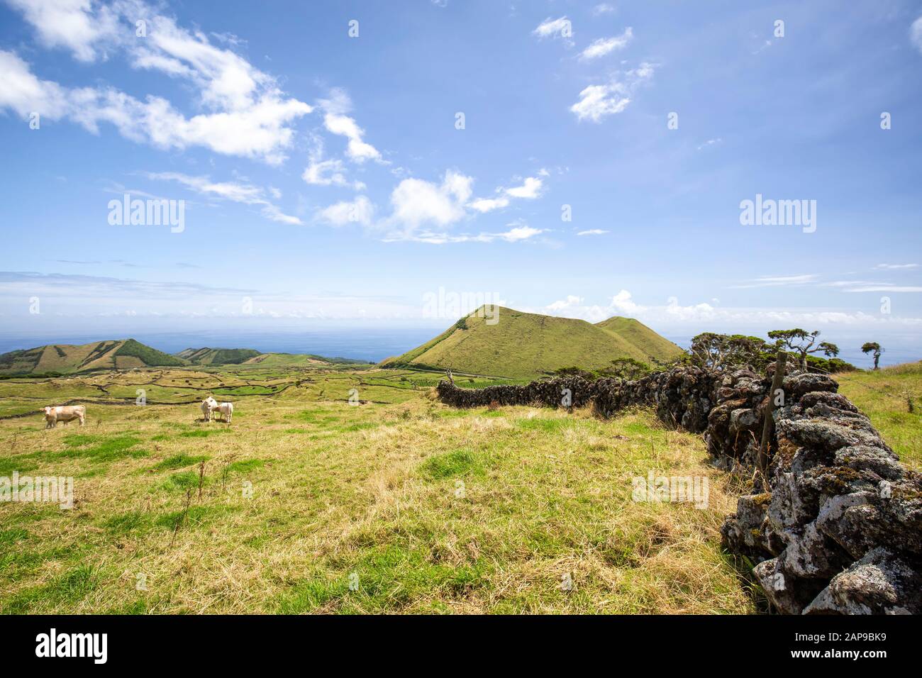 Azores hydrangea farm hi-res stock photography and images - Alamy