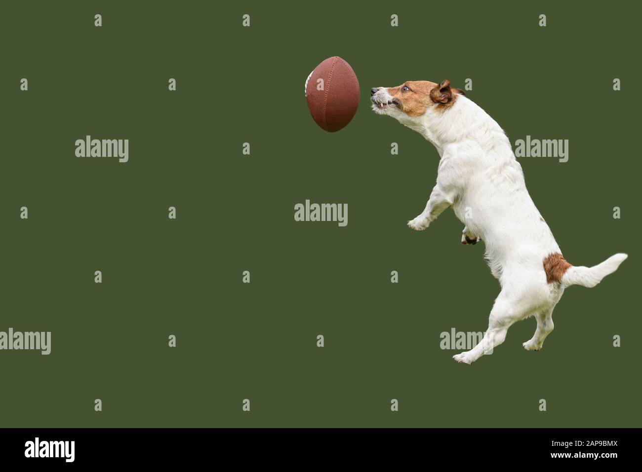 Underdog team strives to win concept with funny jumping dog catching ball for american football Stock Photo