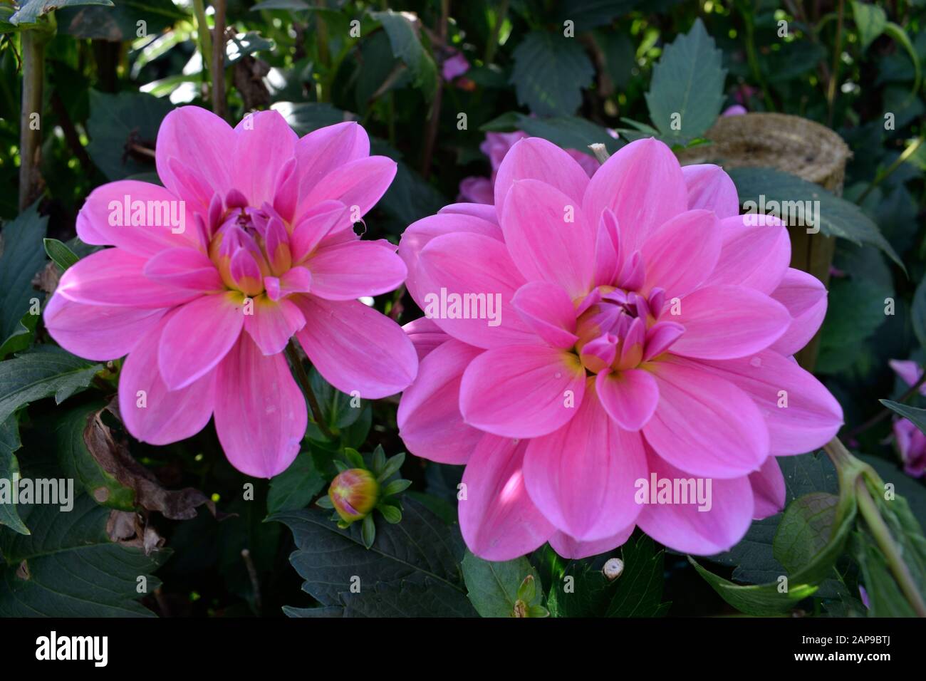Dahlia name Onesta. Close up of two pink flowers. Stock Photo
