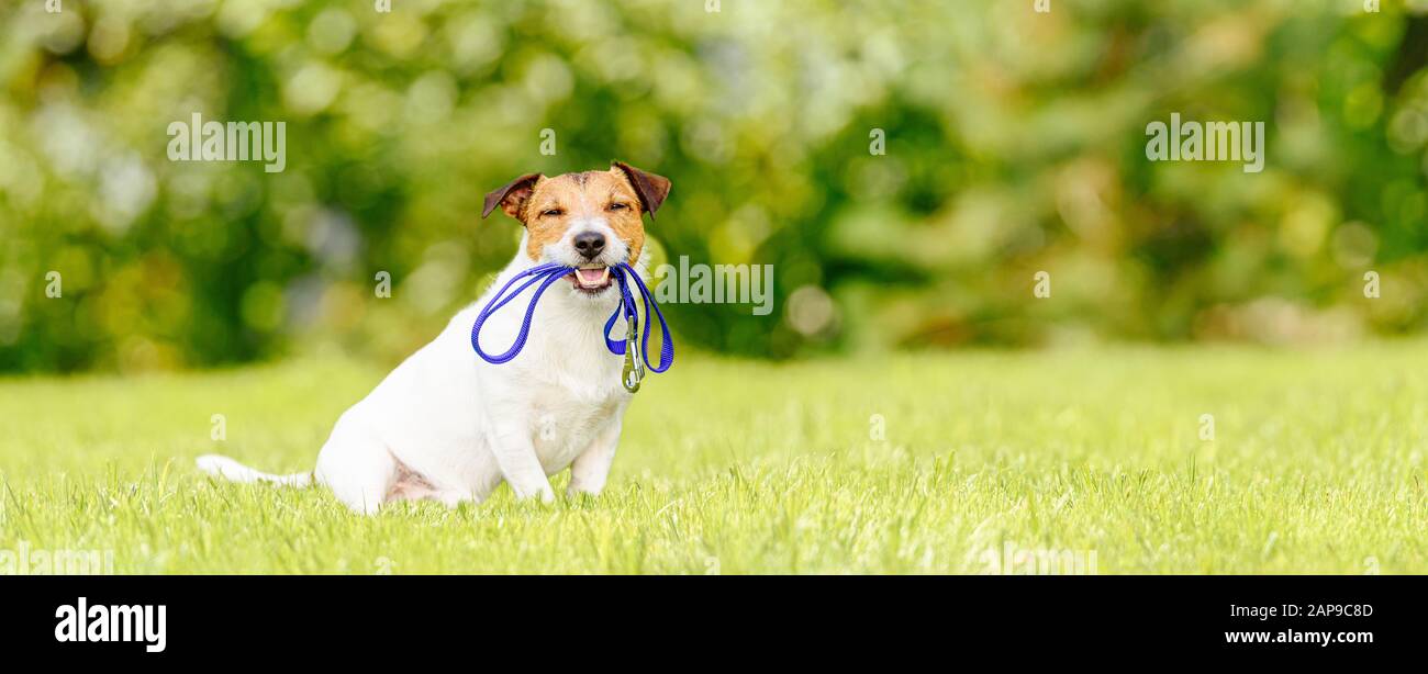 Concept of dog walking and pet sitting with dog holding leash in mouth Stock Photo