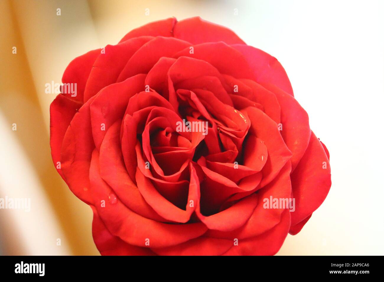 A close up macro shot of a red rose flower with water drop on blurry ...