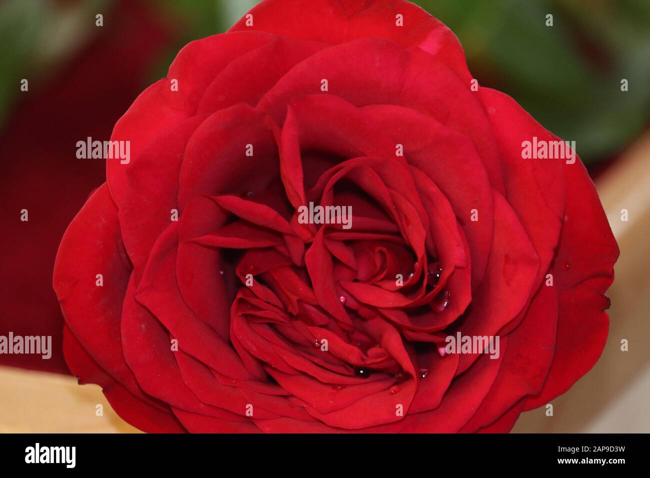 fresh dark red roses close up texture and blurry background Stock Photo ...