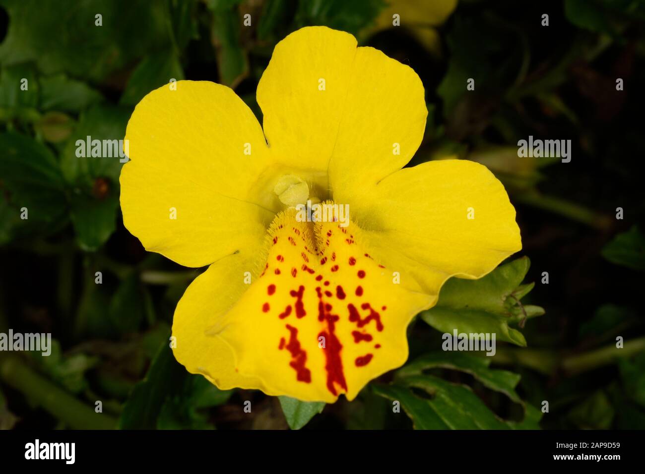 Mimulus  also Monkey Flower. Close up of a single yellow flower with red patches on lower petal. Stock Photo