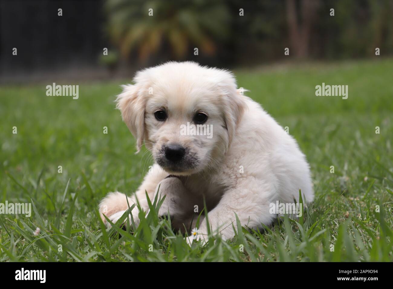 Golden Retriever puppy sitting on grass