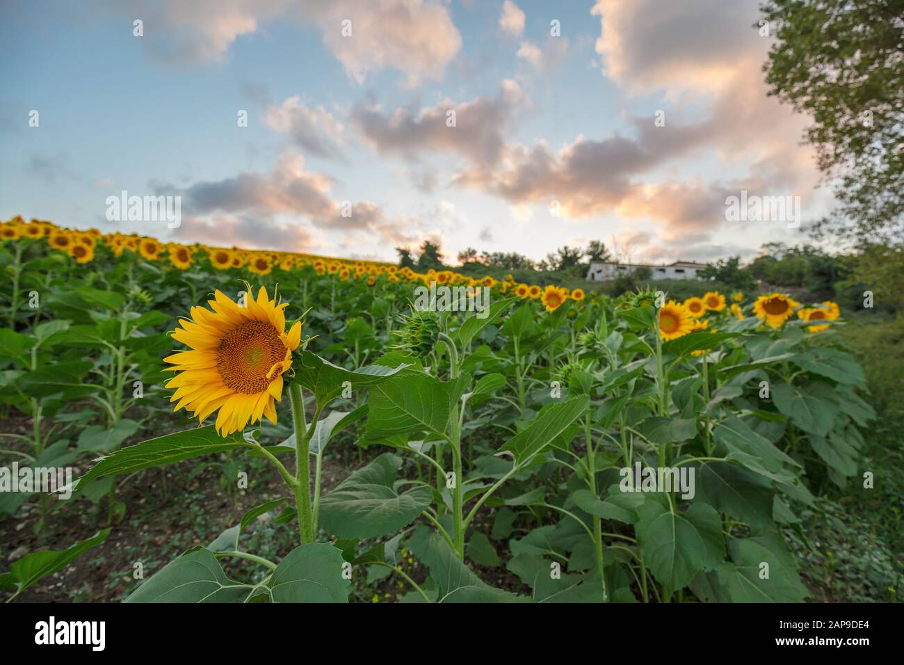 Farm field of sunflowers and cloudy sky, full frame Stock Photo - Alamy