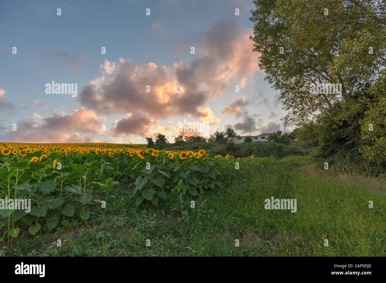 Farm field of sunflowers and cloudy sky, full frame Stock Photo - Alamy