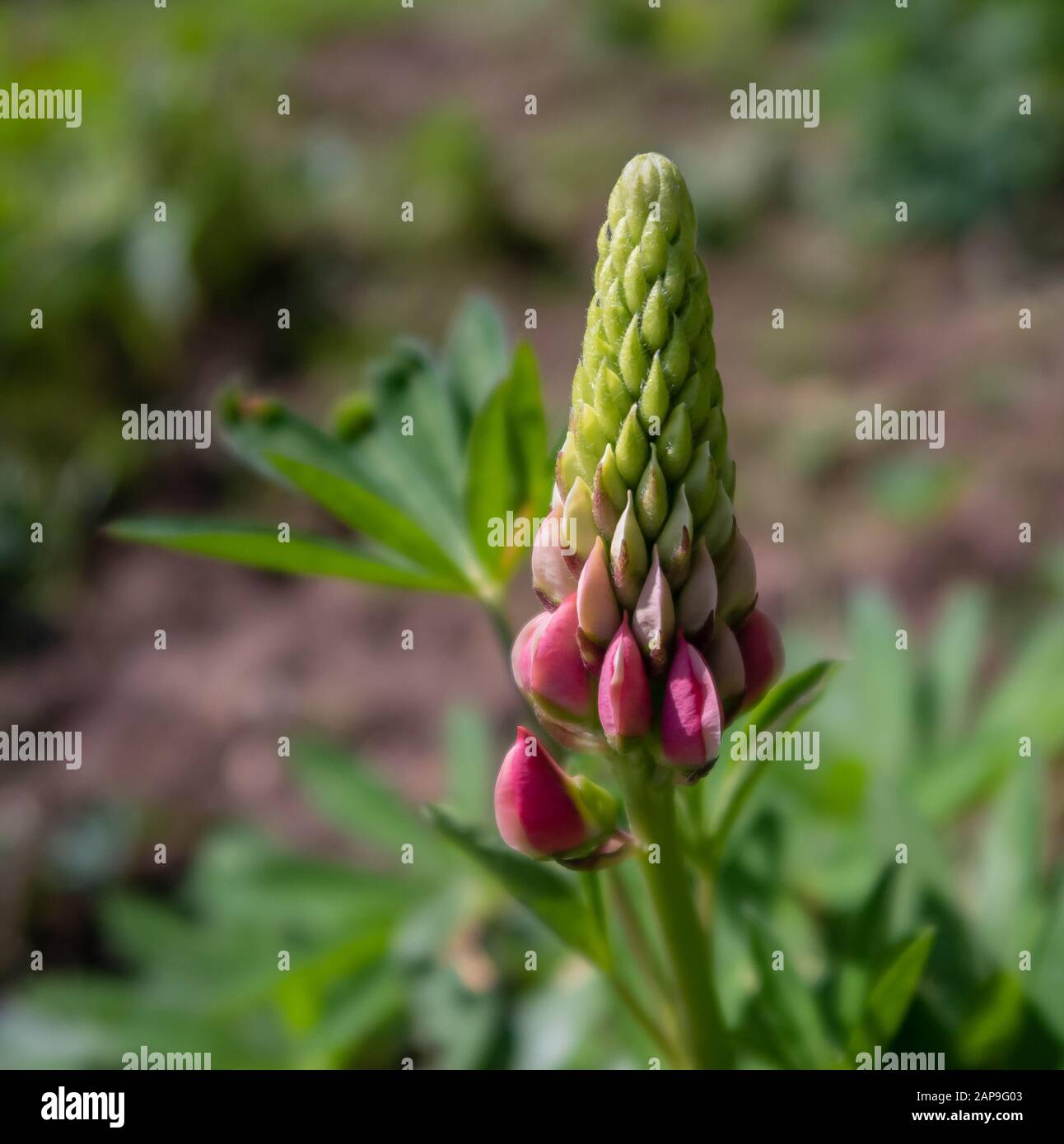 Pink flower green leaves hi-res stock photography and images - Alamy