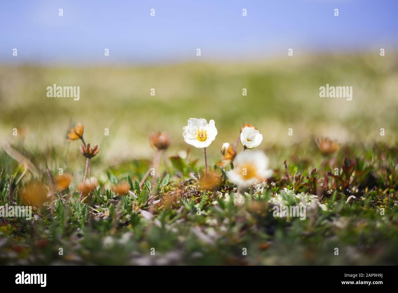 Summer background with alpine flora in the mountains Stock Photo
