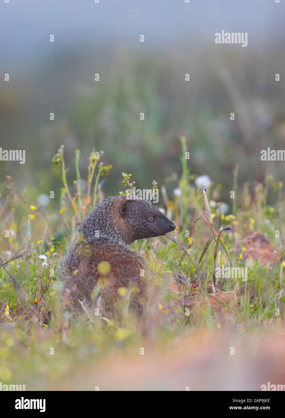 MELONCILLO Egyptian Mongoose Herpestes Ichneumon Stock Photo Alamy