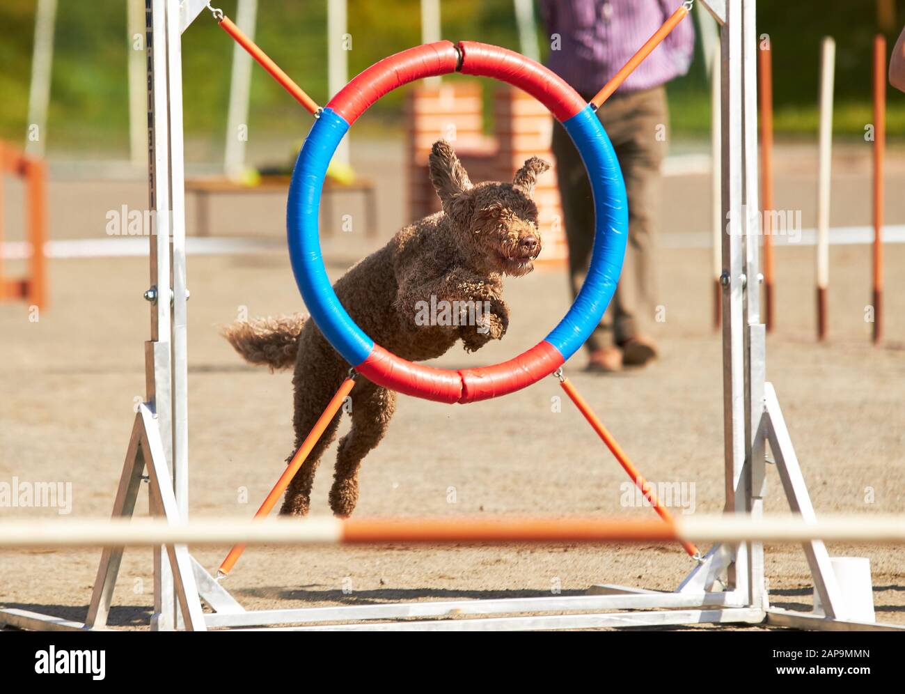 Spanish waterdog jumping through a hurdle at dog agility training. Big fur blowing in wind. Action and sports in concept. Stock Photo