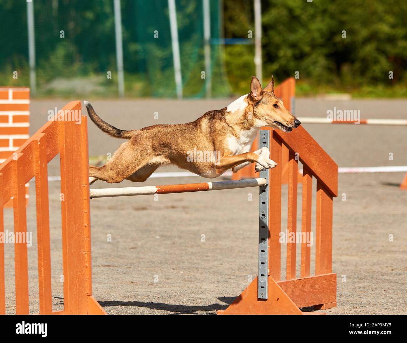 Smooth collie jumping over a hurdle in dog agility competition. Fun outdoor sports action ion a sunny summer day in Finland. Stock Photo