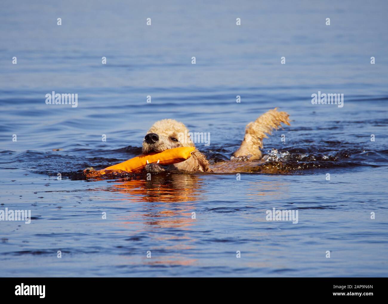 Standard poodle swimming on dog rescue service water training. Playing with an orange fetching toy in a lake  on a sunny summer day in Finland. Stock Photo