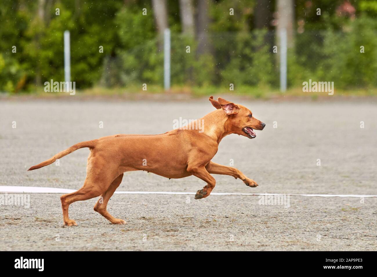Rhodesian dog running on an agility training on a dog playground. Stock Photo