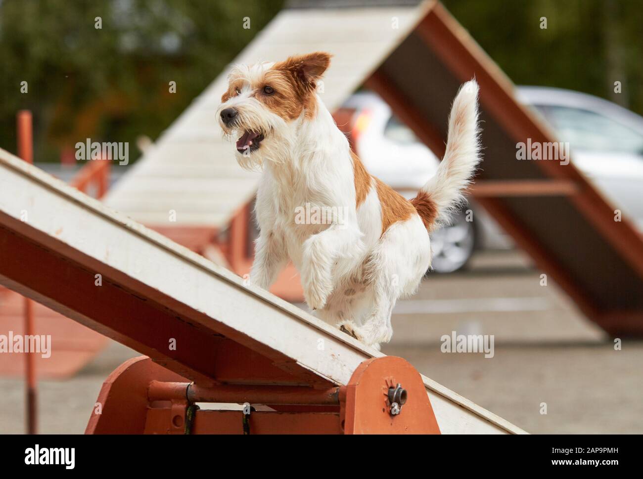 Jack Russell Terrier walking over a hurdle at dog agility training. Big fur blowing in wind. Action and sports in concept. Stock Photo