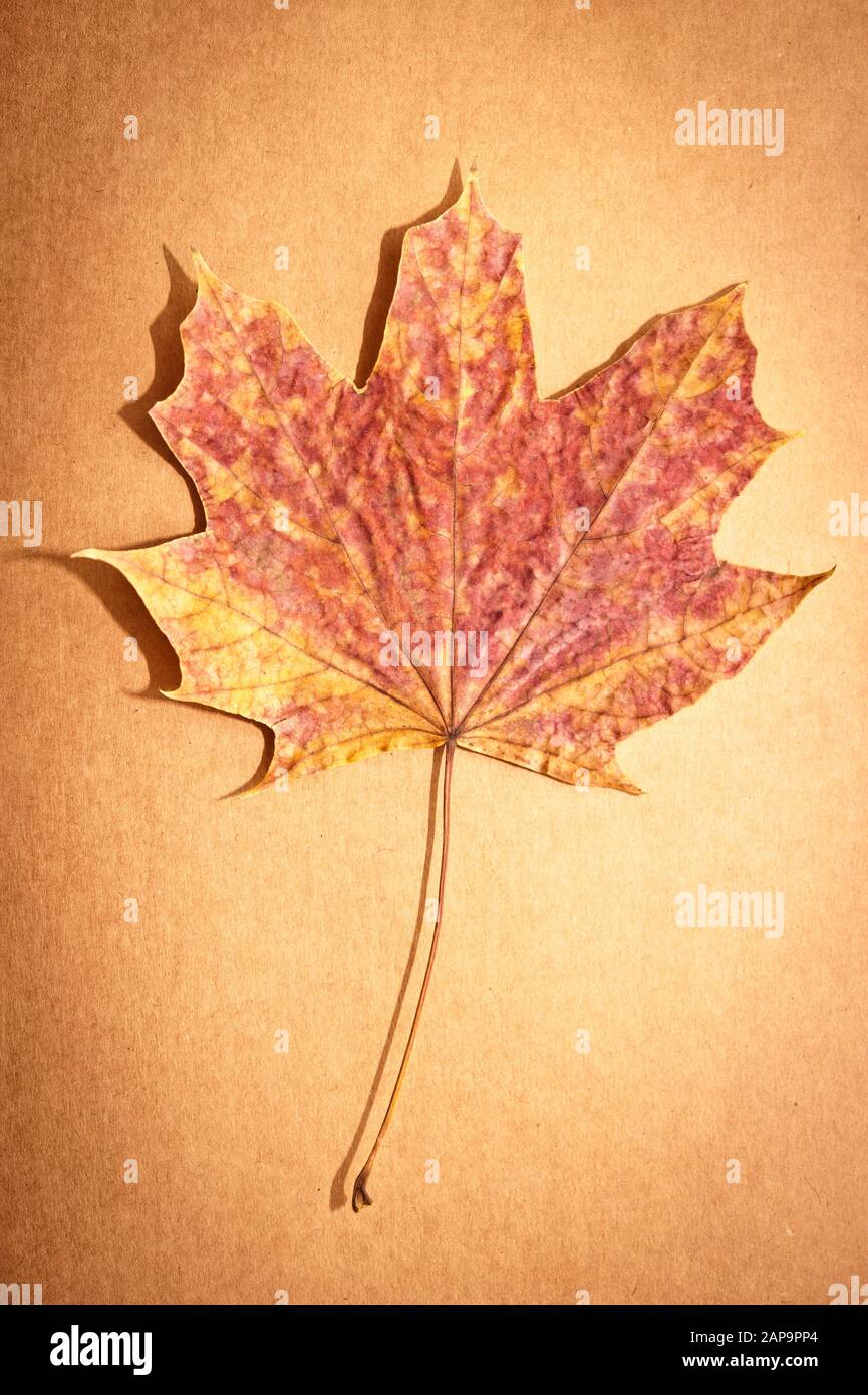 fallen maple leaf with autumn colors Stock Photo
