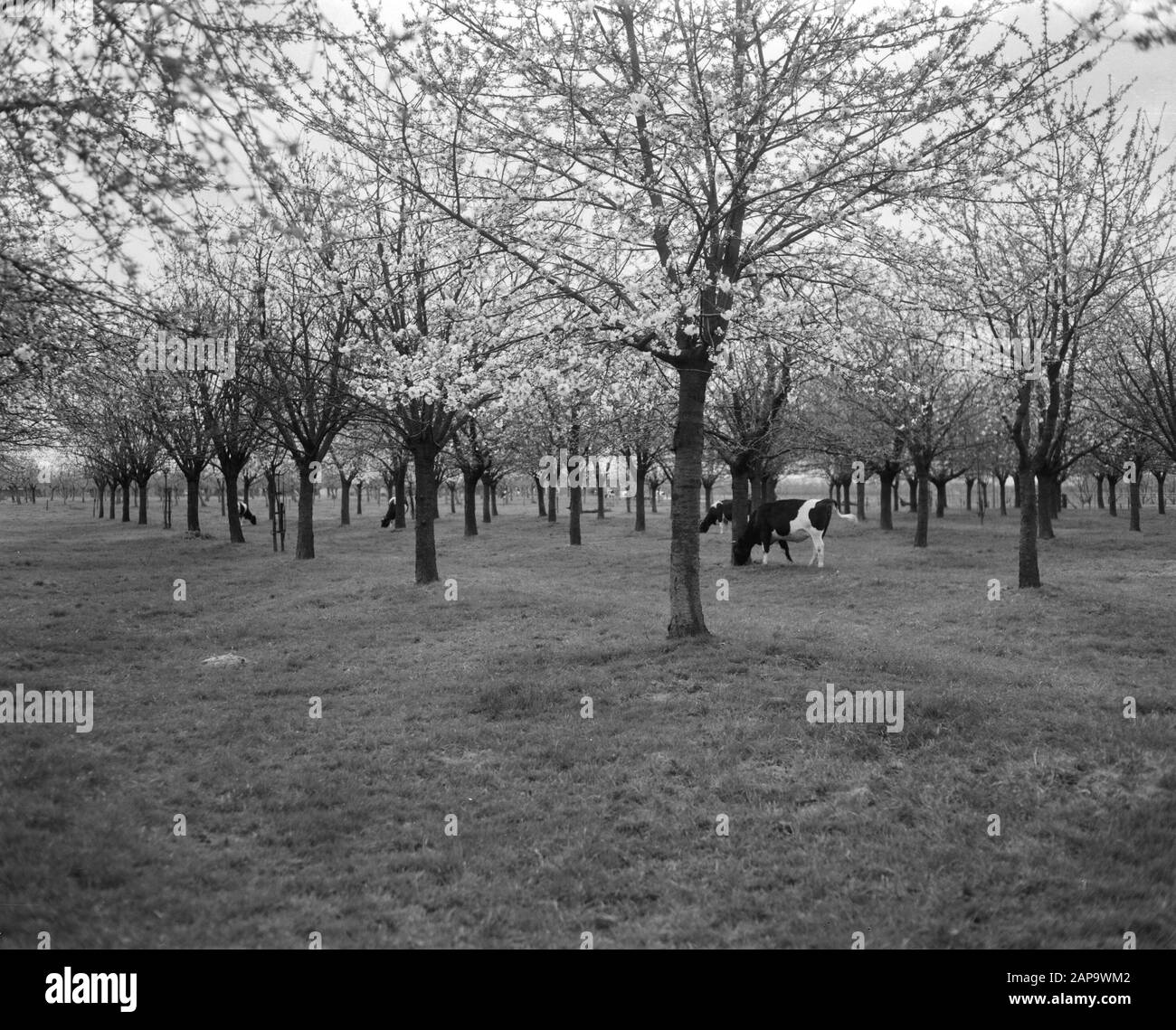 The first cherry orchards in bloom, surroundings Bunnik (municipality of Utrecht) Date: 21 april 1964 Location: Bunnik, Utrecht Keywords: orchards Stock Photo