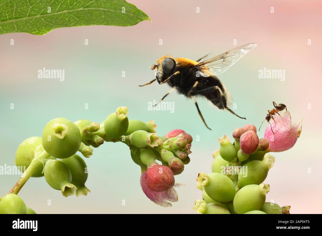 Bumblebee Hoverfly (Volucella bombylans) in flight on inflorescence of common Snowberry (Symphoricarpos), Germany Stock Photo