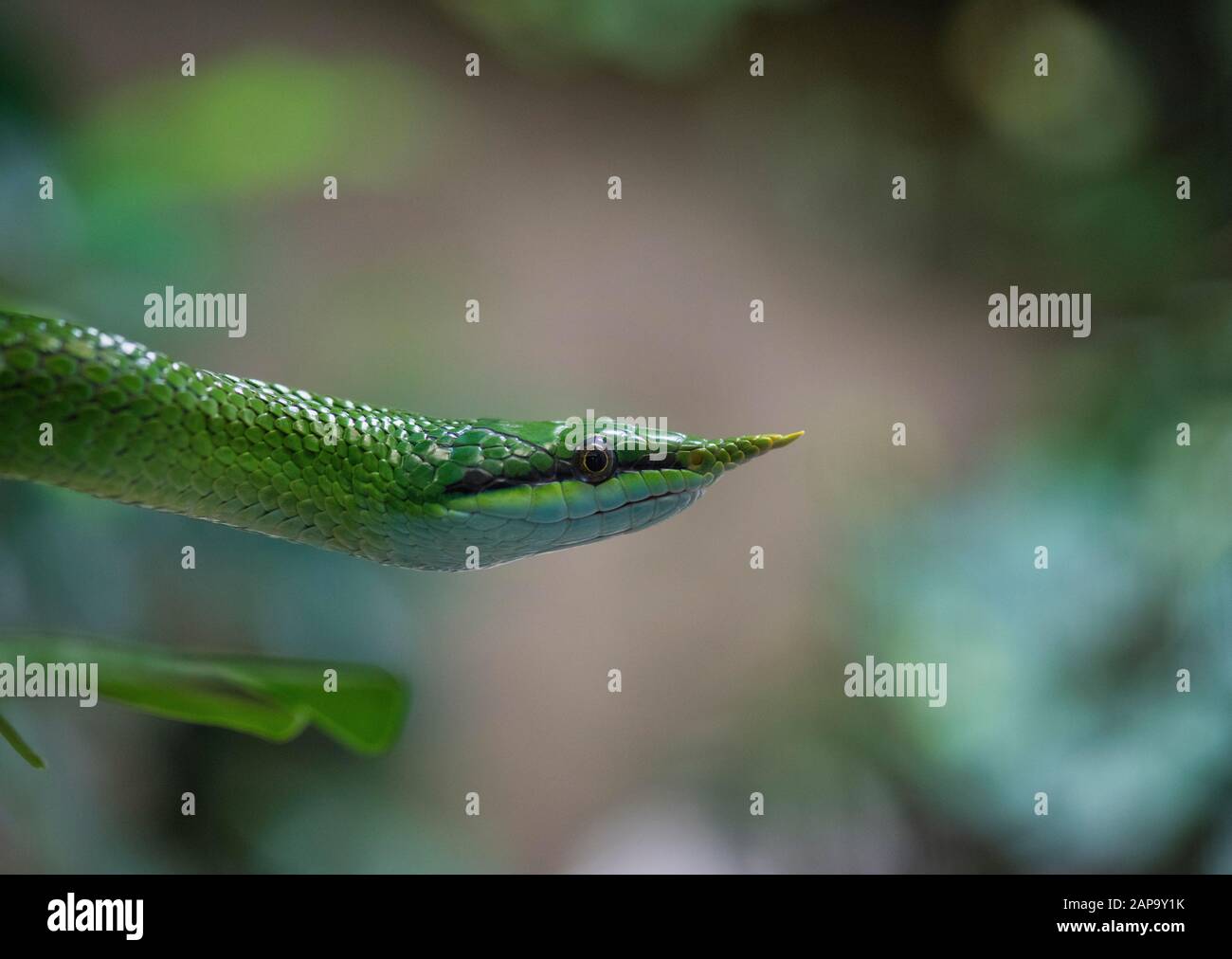 Rhinoceros ratsnake (Gonyosoma boulengeri), altoanimal, captive