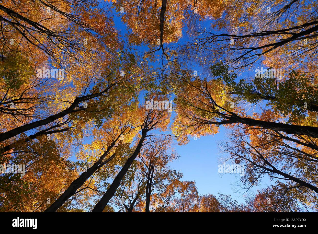 View from below into the tree tops in autumnal forest, Quebec Provinz, Canada Stock Photo